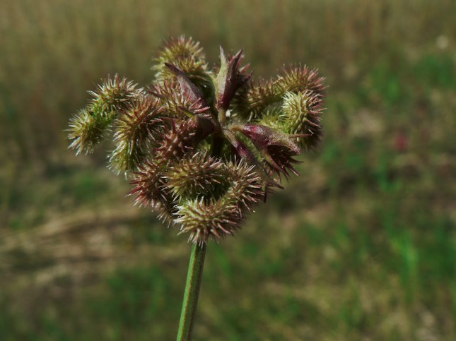 Scorpiurus muricatus - FRUTTO (5)