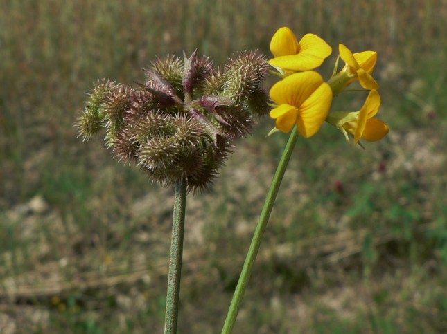 Scorpiurus muricatus - FRUTTO (6)