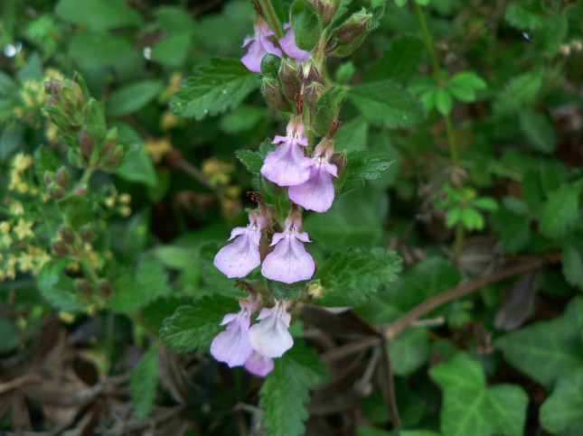 Teucrium chamaedreis (1)