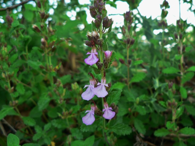 Teucrium chamaedreis (2)