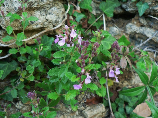 Teucrium chamaedreis (3)