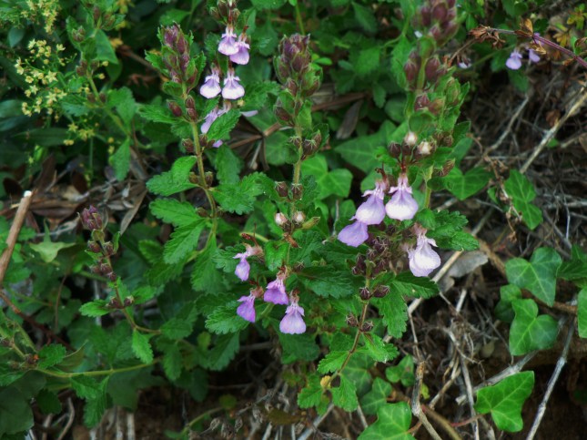 Teucrium chamaedreis (4)