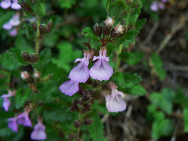 Teucrium chamaedreis (5)