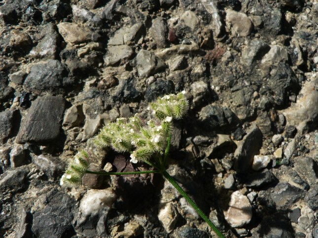 Torilis arvensis (2)