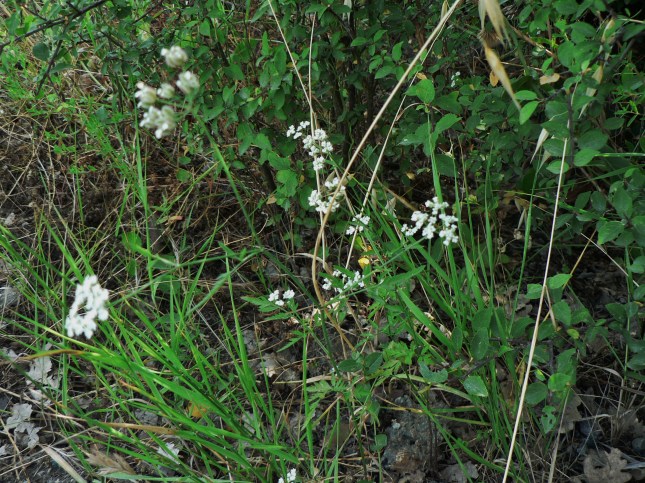 Torilis arvensis (3)