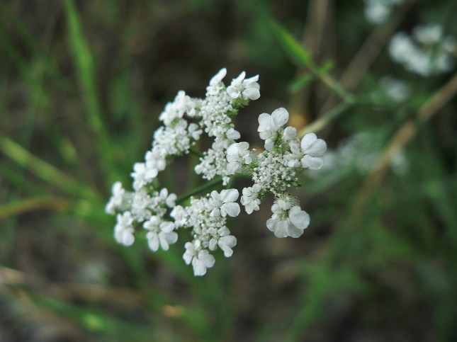 Torilis arvensis (4)