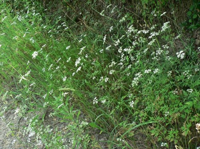 Torilis arvensis (5)