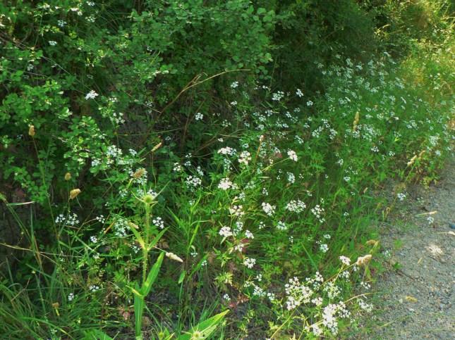 Torilis arvensis (6)