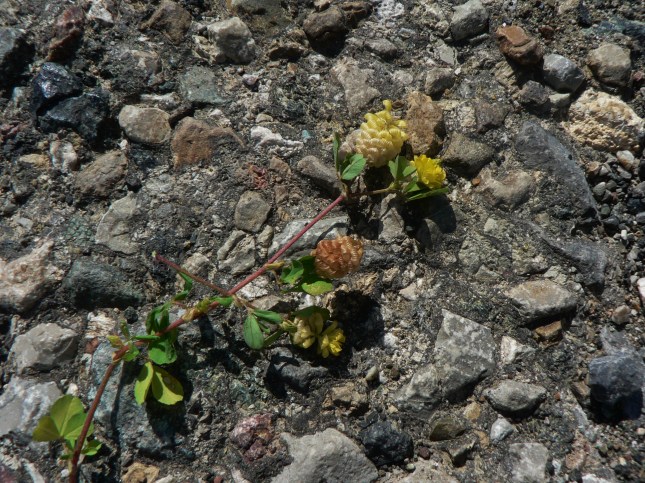 Trifolium campestre (1)