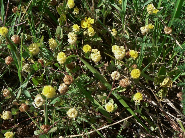 Trifolium campestre (2)