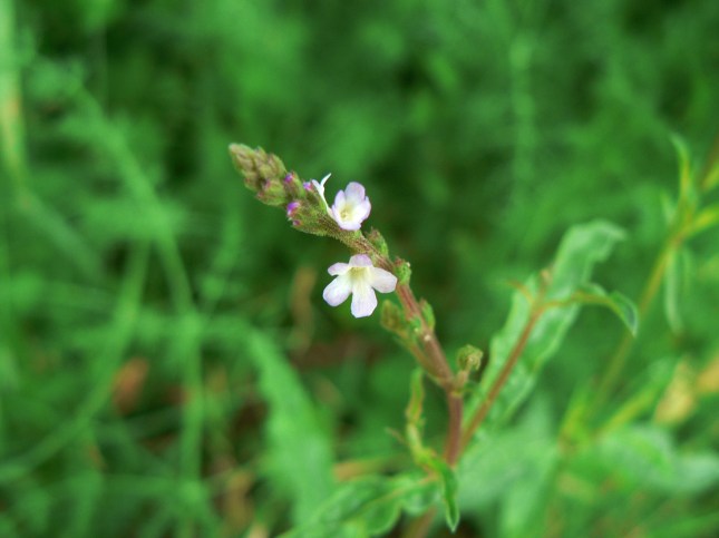 Verbena officinalis (1)