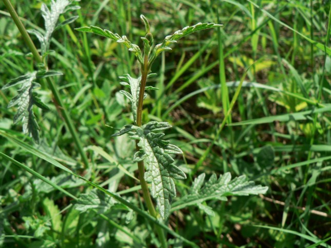 Verbena officinalis (3)