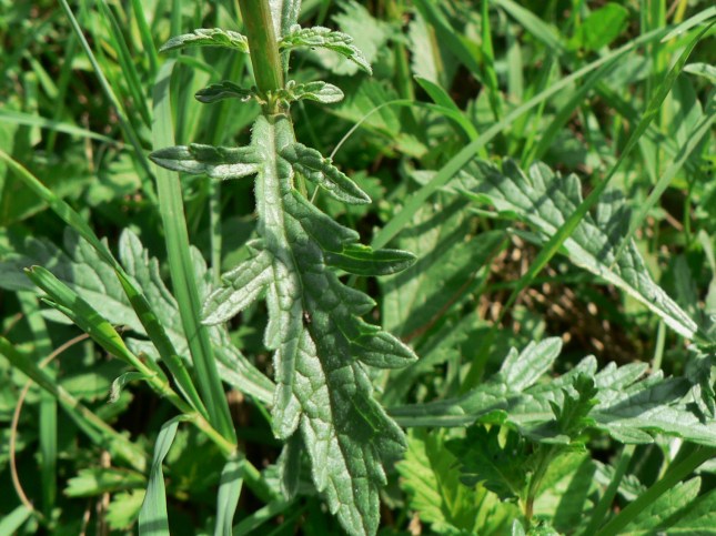 Verbena officinalis (4)