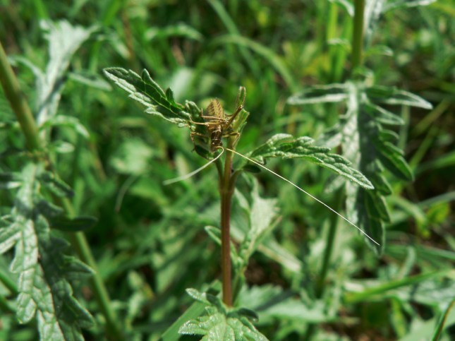 Verbena officinalis (5)