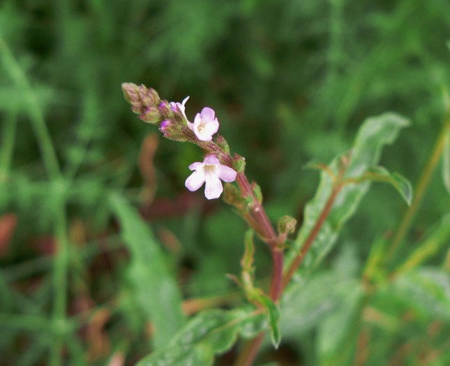 Verbena officinalis (6)