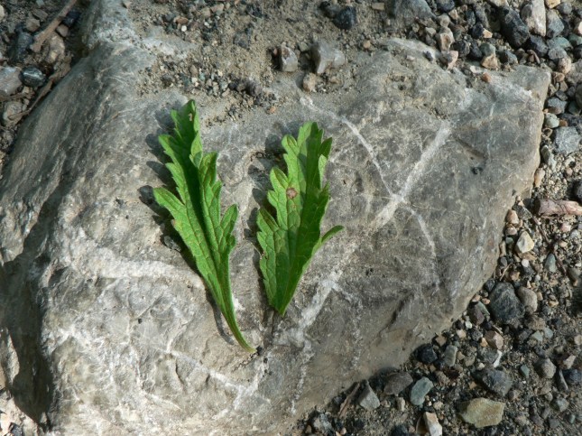Verbena officinalis (7)