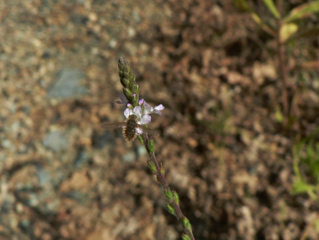 Verbena officinalis (8)
