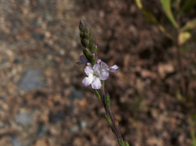 Verbena officinalis (9)