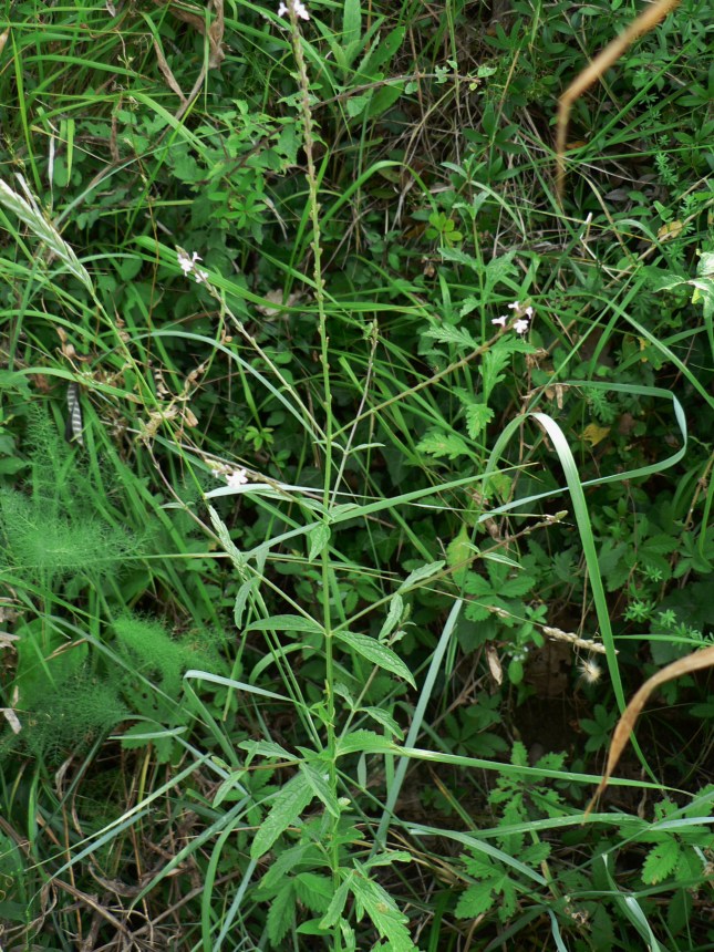 Verbena officinalis