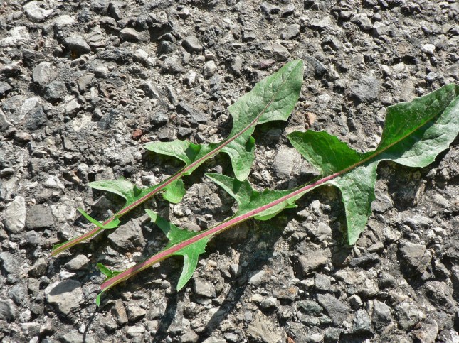 1-cichorium-intybus-1