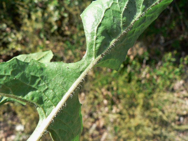 1-cichorium-intybus-2