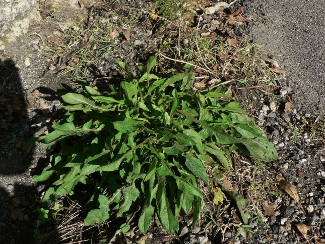 1-cichorium-intybus-3