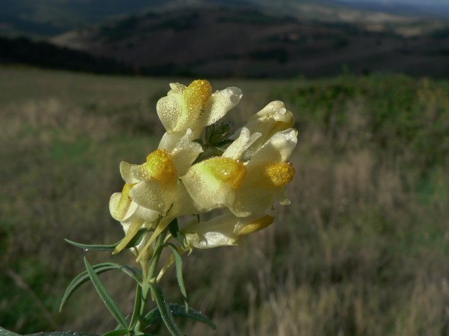 1-linaria-vulgaris-2
