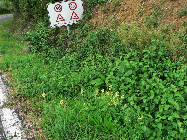 1-linaria-vulgaris-3