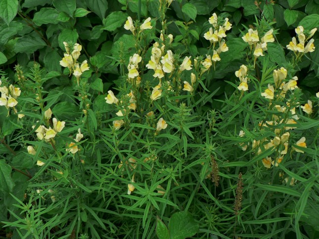 1-linaria-vulgaris-4