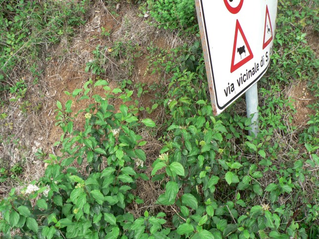 2-cornus-sanguinea-1