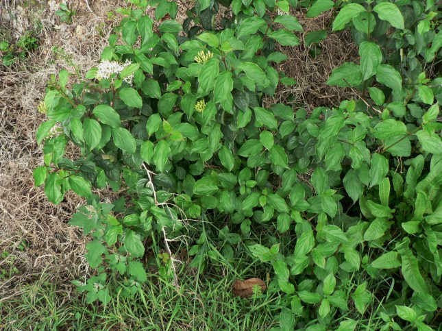 2-cornus-sanguinea-2