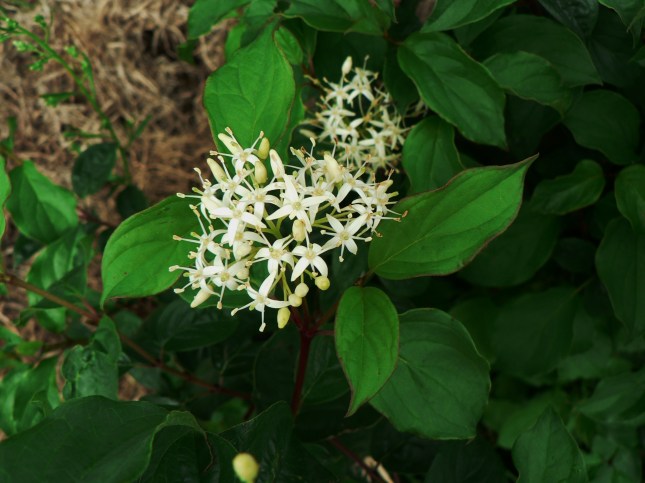 2-cornus-sanguinea-3