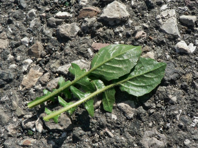 2-uruspermum-dalecampii-6