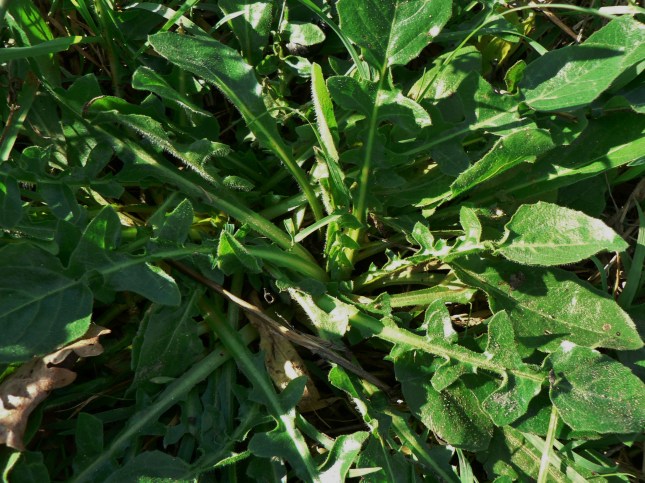 2-uruspermum-dalecampii-7