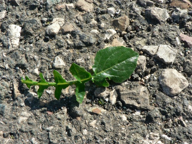 2-uruspermum-dalecampii-8