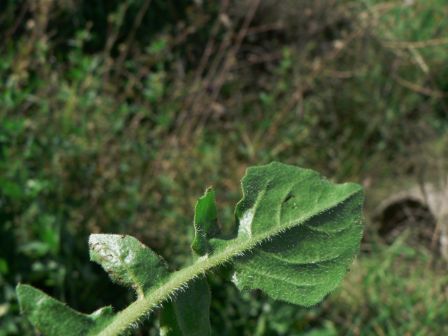 2-uruspermum-dalecampii-9