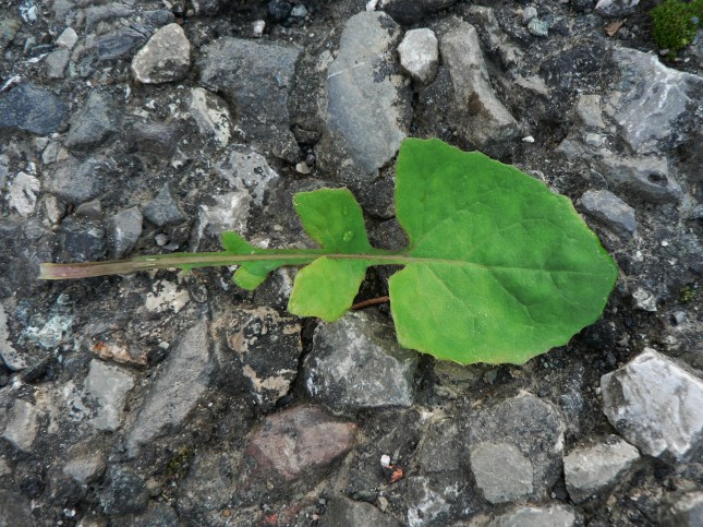 3-soncus-oleraceus-3