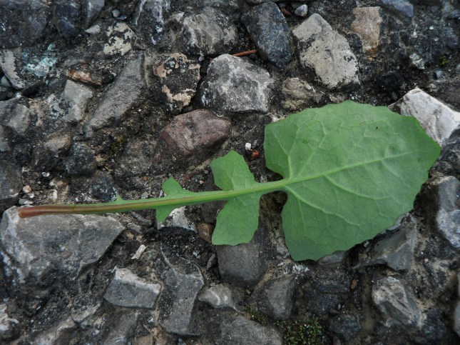 3-soncus-oleraceus-4