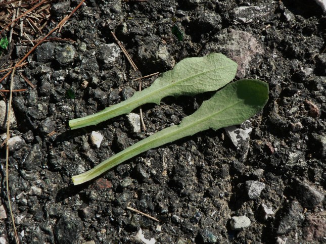 4-reicardia-picroides-1