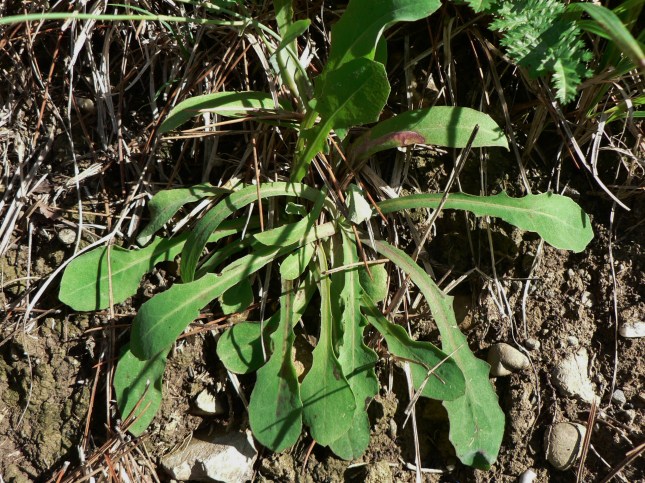 4-reicardia-picroides-2