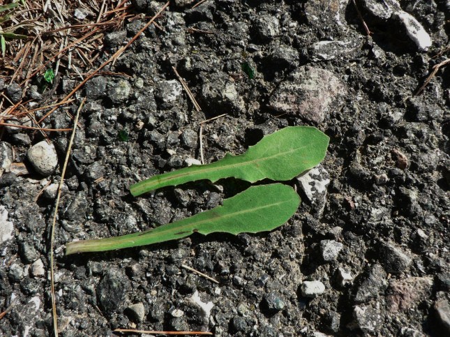 4-reicardia-picroides-4