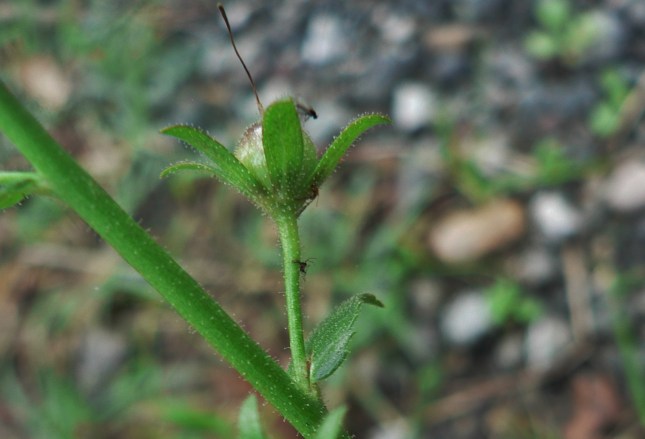 4-verbascum-blattaria-1
