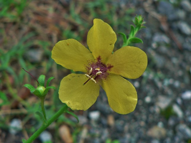 4-verbascum-blattaria-3