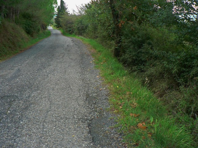 4-verbascum-blattaria-4