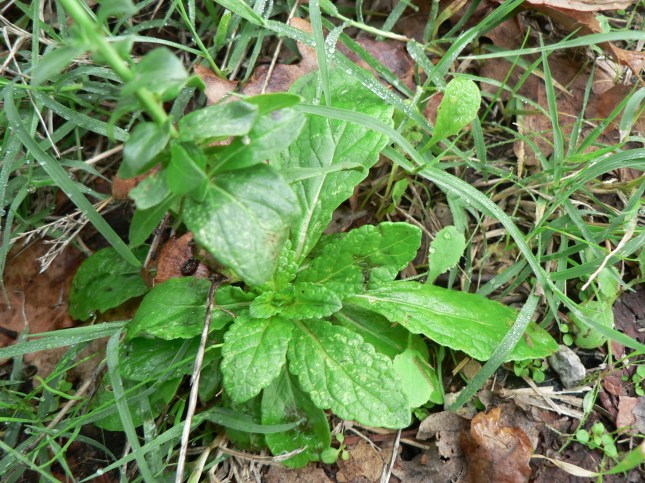 4-verbascum-blattaria-5