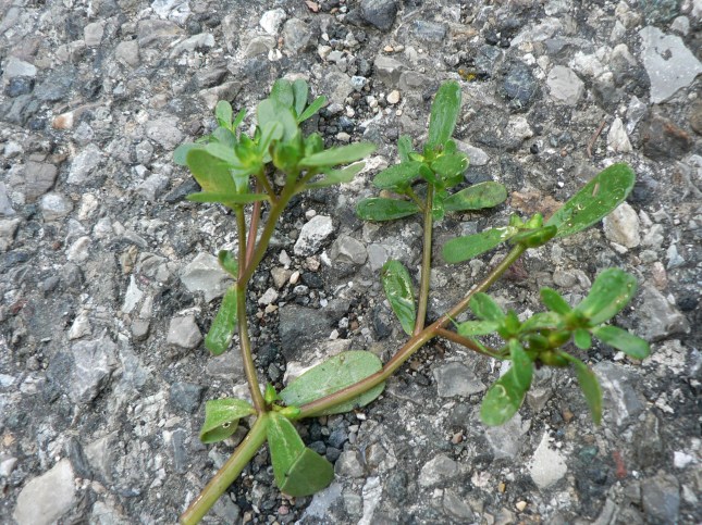 5portulaca-oleracea-3