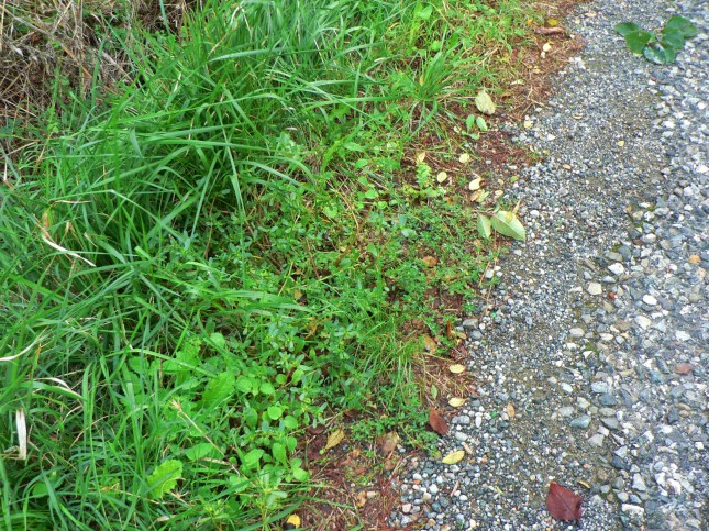 5portulaca-oleracea-4