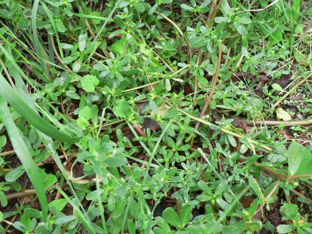 5portulaca-oleracea-5