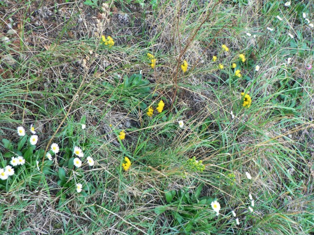 6galatella-linosyris-1