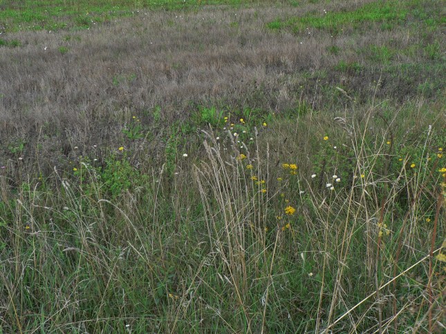 6galatella-linosyris-1